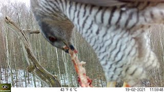 Jastrab Veľký Fotopasca Northern Goshawk Trail Camera