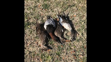 12 Gauge 2 3/4" 1 1/8oz. Steel Loading, Lee Load All, HG Load