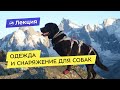 Одежда и снаряжение для собак в походе