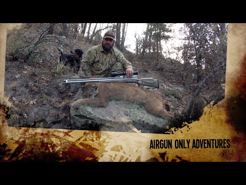 Airgunning an Apex Predator: Hunting a Mountain Lion!