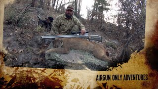 Airgunning an Apex Predator: Hunting a Mountain Lion!