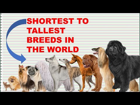 COMPARISON: DOG BREEDS HEIGHT AND WEIGHT
