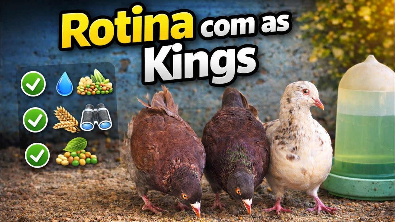 Criatório de pombos rotina com as aves cuidados e observações diárias #pombos #asmr