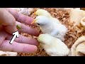 ひよこに初めてバッタをあげたら...ぴよぴよパニック!
