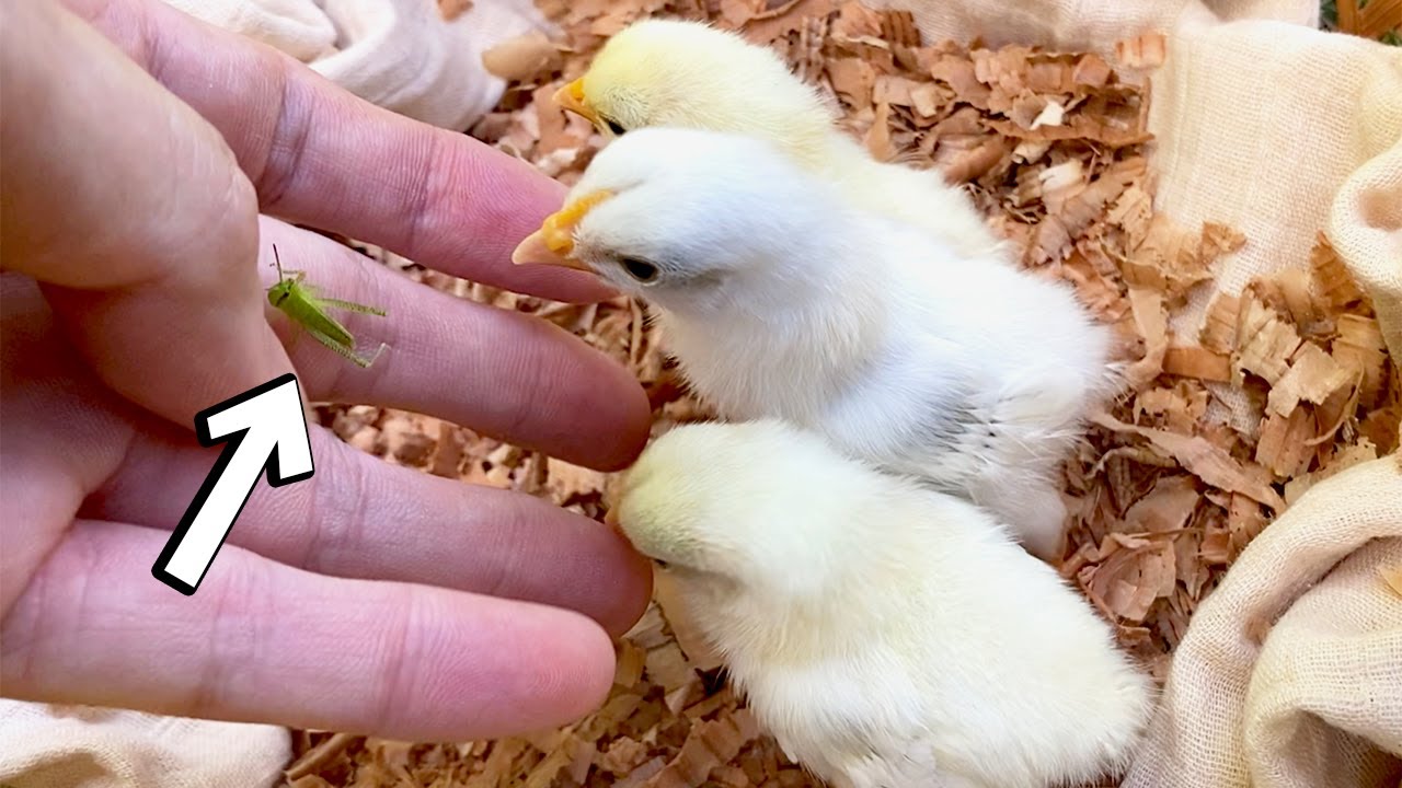 ひよこに初めてバッタをあげたら...ぴよぴよパニック！