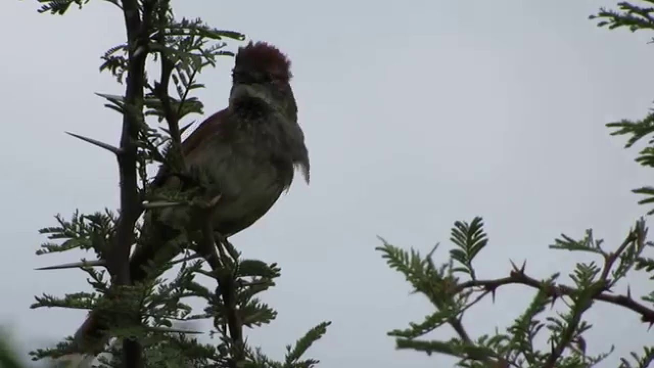 Pijuí Cola Parda (Synallaxis albescens) - Capilla del Monte. Córdoba. Ene.2016