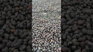 Natural anaerobic coffee drying process Bestbeansfor.me Coffee Roasters