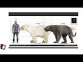Polar Bear and Amphicyion Giganteus Size Comparison