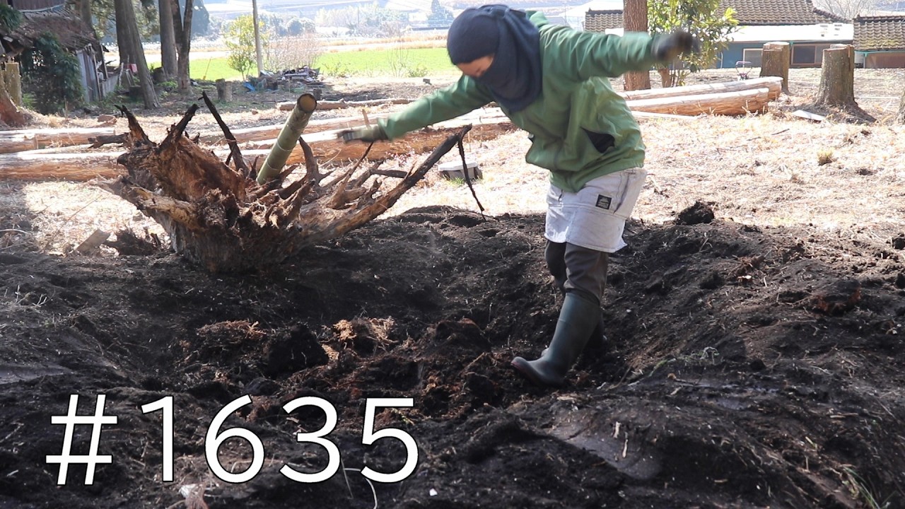 怪物級の杉の切り株を一人で抜いたよーー！青竹テコでゴロンとひっくり返してモンスターとの戦いに勝つ！