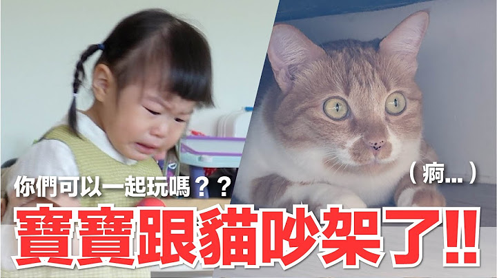 【好味小姐】寶寶跟貓吵架了！！你們可以一起玩嗎？｜好味貓日常250