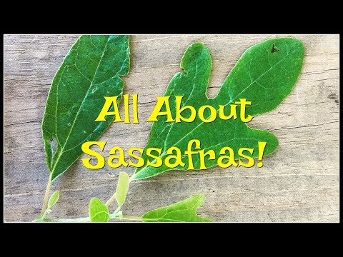 All About Sassafras with Jim!