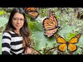 monarch Butterfly Trip Pt.2