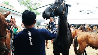 Review Kuda Hitam Tinggi Kekar | Pasar Kuda | Kuda Part 146