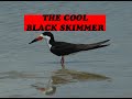 THE COOL LOOKING BLACK SKIMMER!