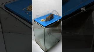 The Most Perfect Homemade Mouse Trap Idea At Home #Rattrap #Rat #Mousetrap #Shorts
