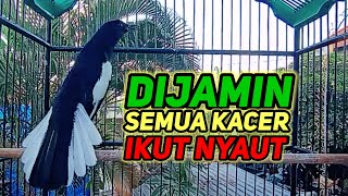 terapi pagi dijamin ampuh bikin kacer bahan cepat bunyi dan gacor bikin nyaut semua kacer