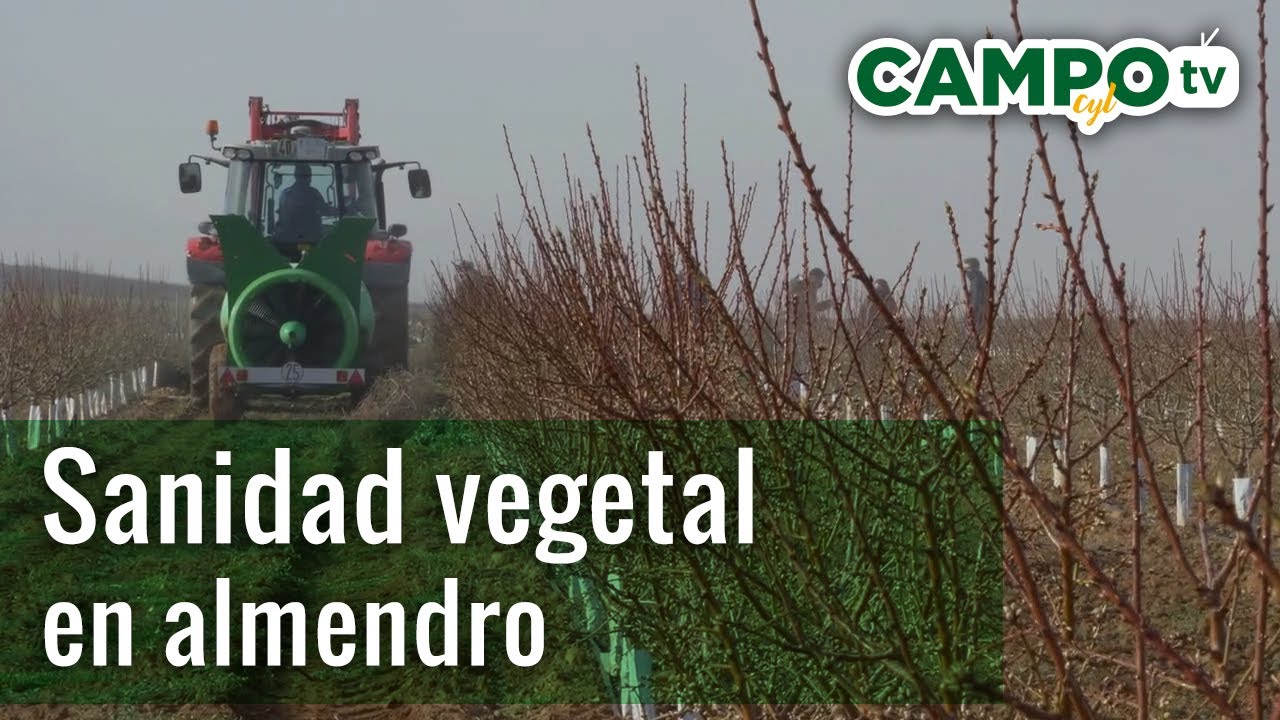 Sanidad vegetal en almendro | Directo al Campo