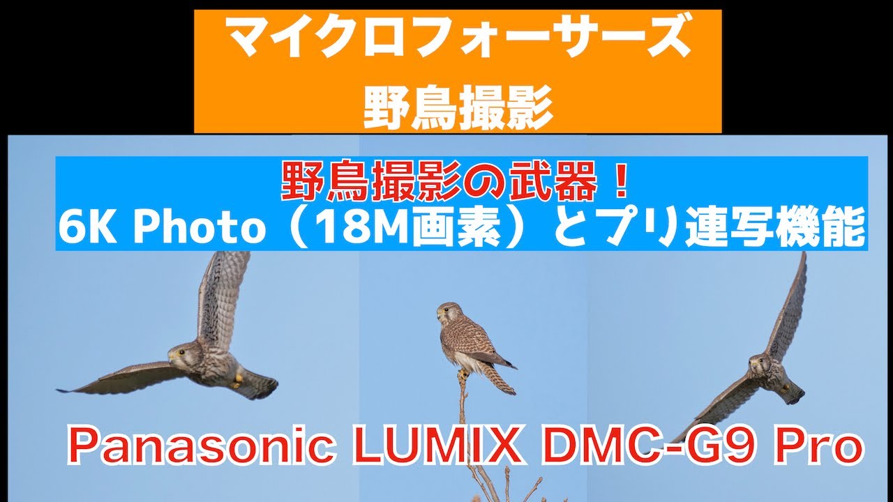 マイクロフォーサーズ野鳥撮影 野鳥撮影の武器 6k Photo 18m画素 とプリ連写機能 Panasonic Lumix Dmc G9 Pro 114 Youtube