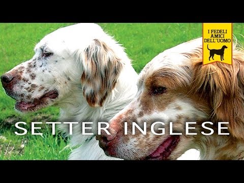 Video: Estrela Mountain Dog