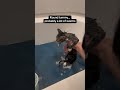 Macaron, dancing feet stray cat. Fostering another kitten 🤗