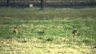 Brown hares boxing at Saltholme
