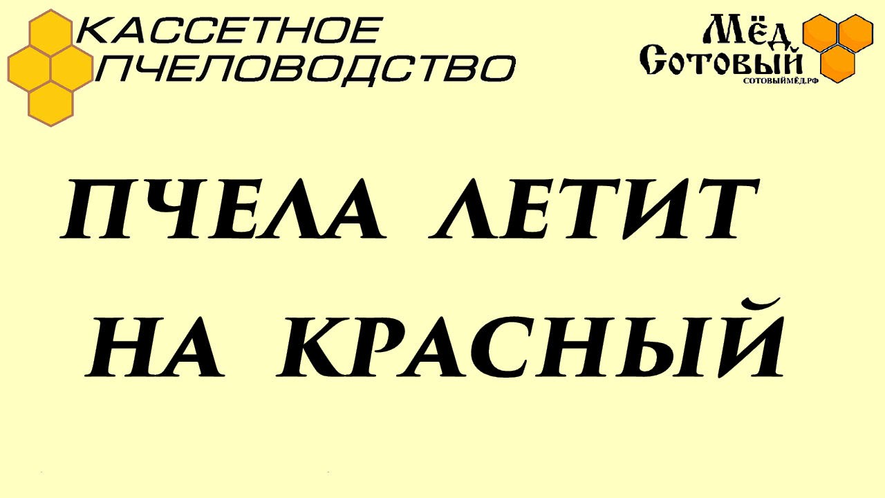 ПЧЕЛА летит на красный!!! - YouTube
