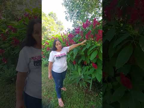 Poda de arbustos e cercas vivas em Rio Vermelho
