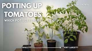 The Best Pot Size for Growing Tomatoes??? (Big or Small)