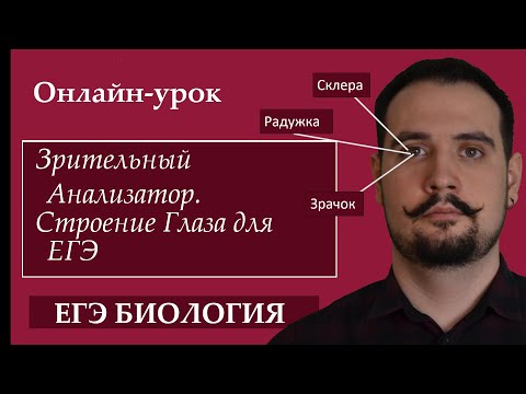 Зрительный анализатор. Строение Глаза для ЕГЭ |ЕГЭ БИОЛОГИЯ|Freedom|