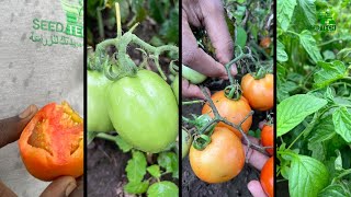 زيارة حقلية صنف كوبرا ٢٦ هجين خريفي - دارفور