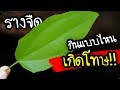 กินแบบไหน? ไม่เกิดโทษ ใช้รางจืดล้างพิษ สารเคมี สุรา ยาฆ่าแมลง ใช้ถูกมีประโยชน์มาก   | Nava DIY