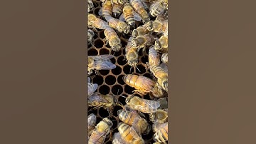 The big queen bee is the best laying eggs #honeybeesting #beekeeper #bee #beekeeping #honey