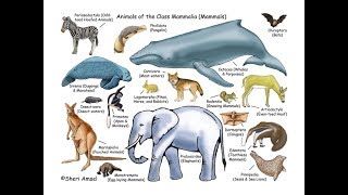 Mammalia classification and characters