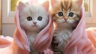 cute kittens video 🥀❤️🥀 viral video # WhatsApp status video #cutecat #leesha by Leesha Pal 1,214 views 4 weeks ago 1 minute, 9 seconds