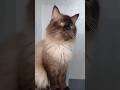 siamese cat so cute and very funny قط سيامي