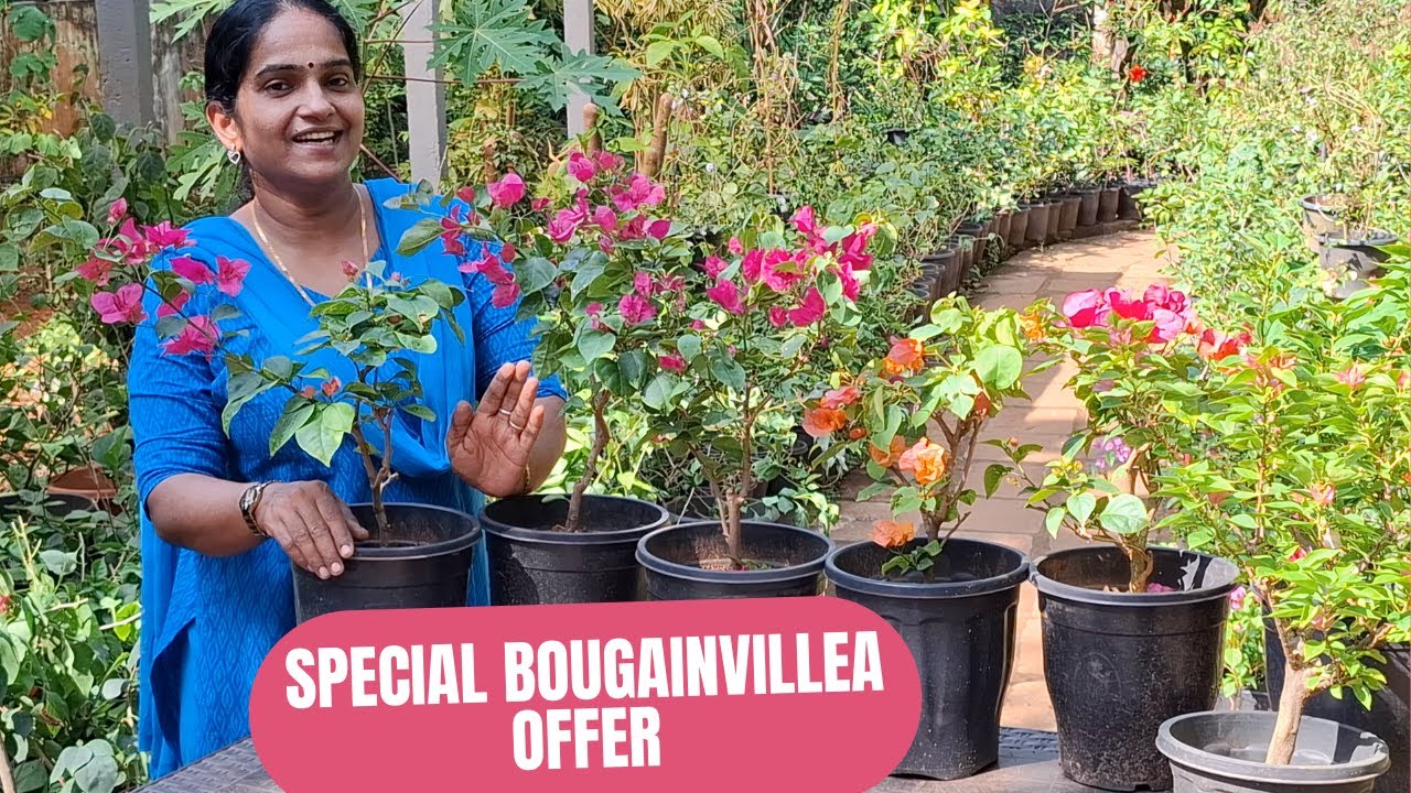 Bougainville NEW STOCKS  🌺🌸🍀🍃 II MALAYALAM VLOG 170