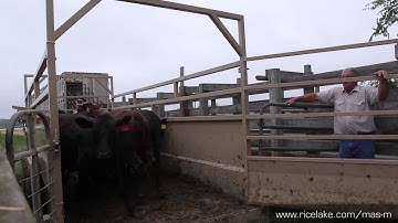 MAS-M Legal for Trade Mobile Livestock Scale
