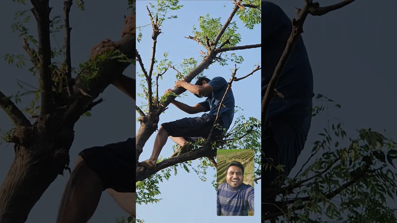 Babban Neem Ka Tree Funny Vlogs MFA07Vlogs 