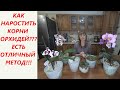 Орхидеи цветут и растут!!! Керамзит + Перлит