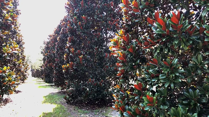 Nature Coast Tree Corp Tree Farm