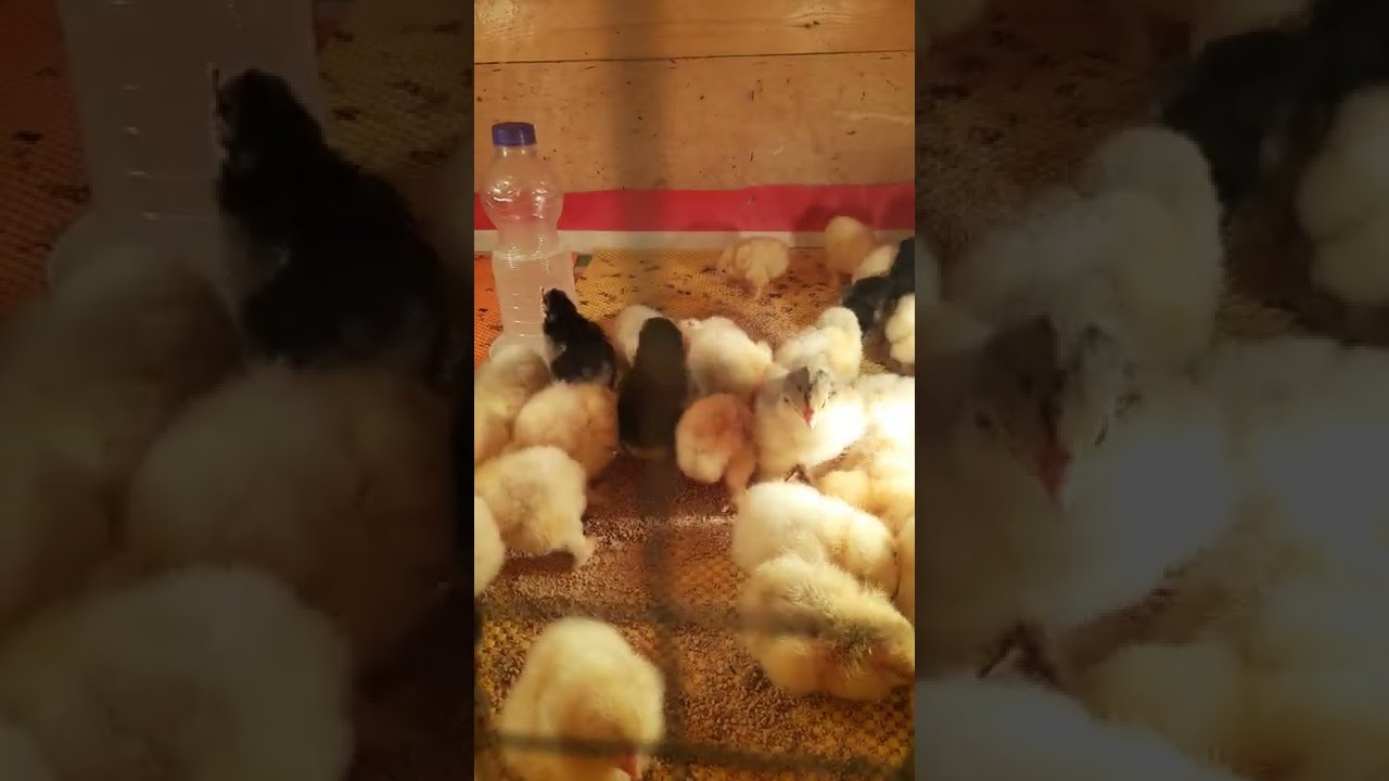 @ حصل التفقيس رغم انقطاع الكهرباء المبرمج وموجة البرد..لانه نظامنا (الدكت الداخلي) من كفر ثلاجة..