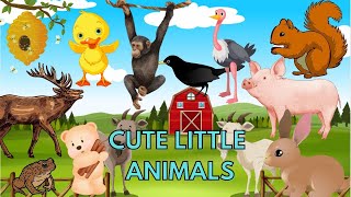 Cute Little Animals - Bear, Squirrel, Monkey, Pig, Chicken - Animal Sounds Funny Animal Moments