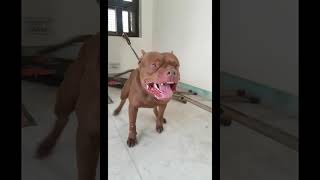 Red Nose American Pitbull Terrier India Snapping Red Nose Apbt