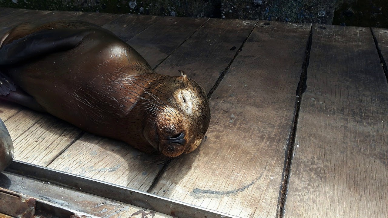 Isole Galapagos - Obiwan a vela intorno al mondo