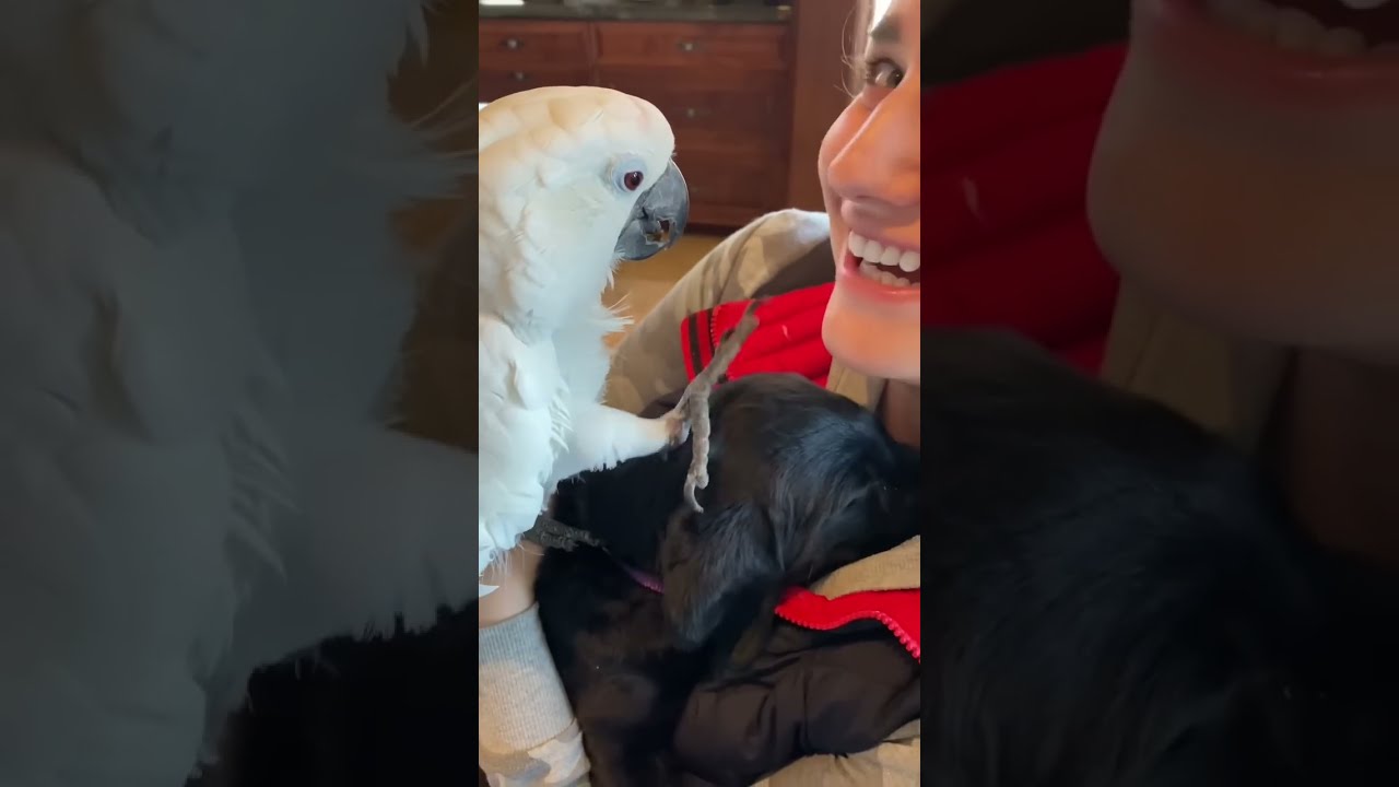 My Parrot Meets Her New Puppy Dog Bestmoments Love Family Animals Viral