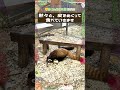 【東山動植物園公式】旬のタケノコをあげてみました。〜令の場合〜《 シセンレッサーパンダ　レッサーパンダ 》#shorts