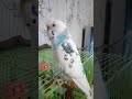 Говорящий попугай Орион