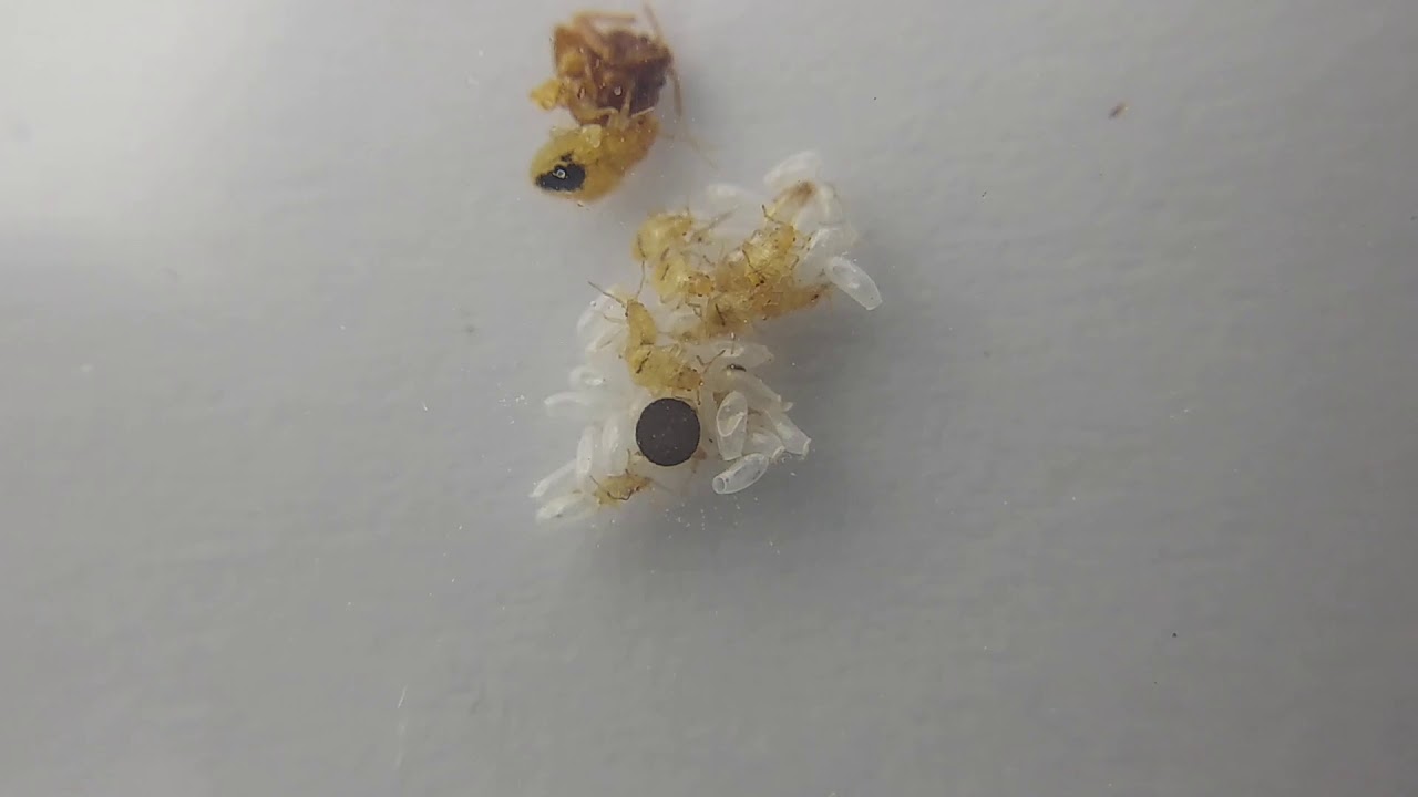 One Week Old Bed Bug Nymphs Recently Hatched Bedbugs Eggs Collected From A Mattress Along With Adult Youtube