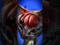 ¡El TOXOPLASMA convierte ratones en suicidas que buscan gatos para morir! TOXOPLASMA hace que RAT...