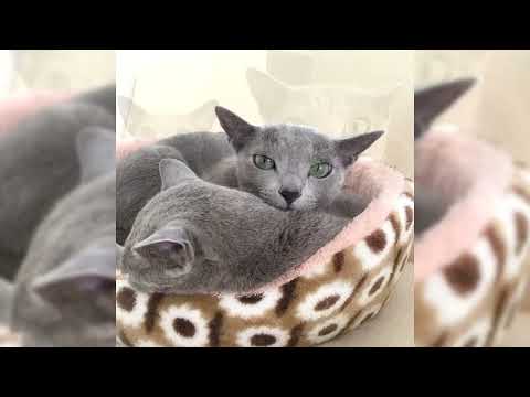 Vidéo: Comment faire en sorte que votre chat arrête de siffler (avec des photos)